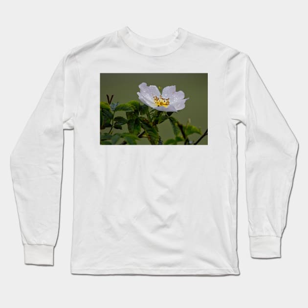 Raindrops on English Dog Rose Long Sleeve T-Shirt by Violaman